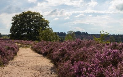 Rijssen-Holten — 2014 Nijverdal Sallandse Heuvelrug Purple Fields.jpg