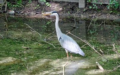 Roosendaal — 20220509 reiger2 Sterrebos Groningen.jpg