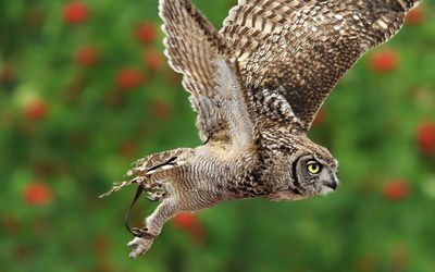 Hilvarenbeek — Bubo africanus -Safaripark Beekse Bergen, Hilvarenbeek, Netheerlands -flying-8a.jpg