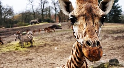 Vakantiehuis huren Emmen