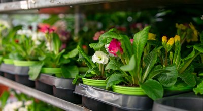 Kweekkasten en growtents in Assen: eigen oogst tussen TT-circuit en Asserbos