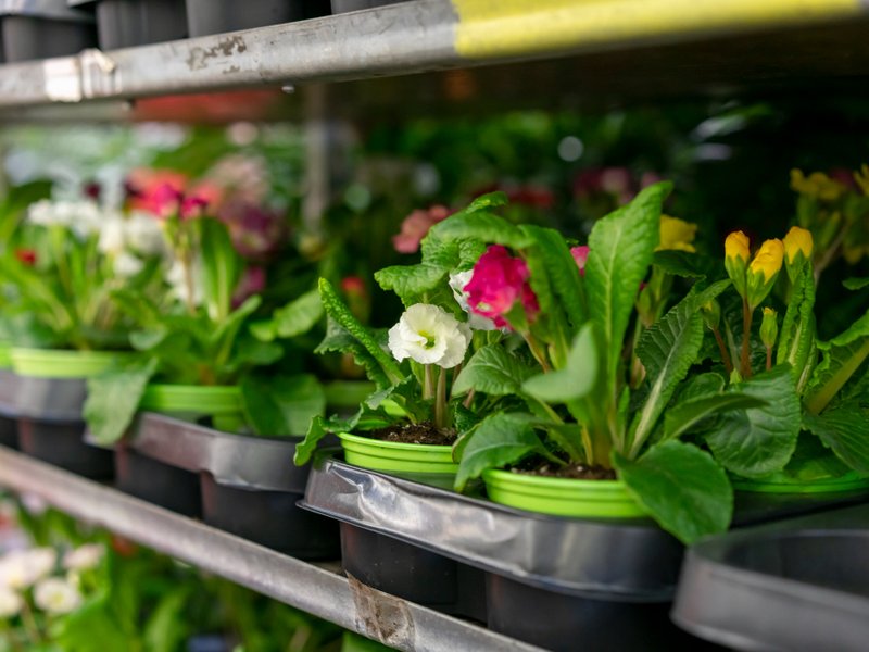 Kweekkasten en growtents in Assen: eigen oogst tussen TT-circuit en Asserbos