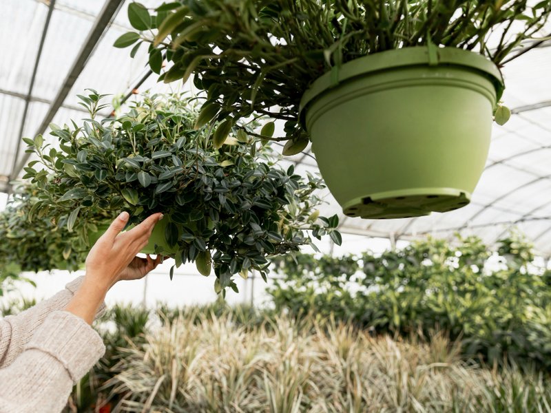 Kweekkasten en growtents in Dordrecht: stadsmoestuin tussen havens en historisch centrum