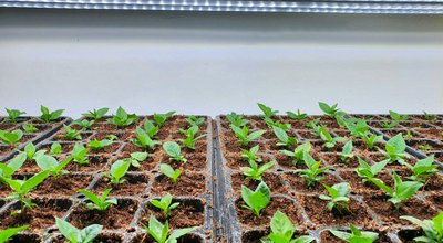 Kweekkasten en growtents in Emmen: Drentse oogst in je schuur, zolder of flat