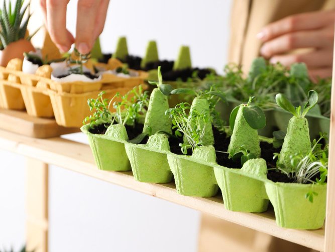 Kweekkasten en growtents in Haarlem: eigen oogst tussen hofjes en huurflats