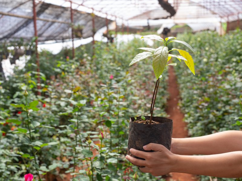 Kweekkasten en growtents in Hoogeveen: oogsten tussen wind en weilanden