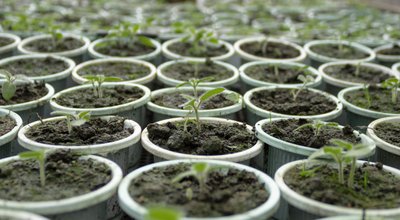 Kweekkasten en growtents in Maastricht: eigen oogst tussen Vrijthof en Sint-Pietersberg