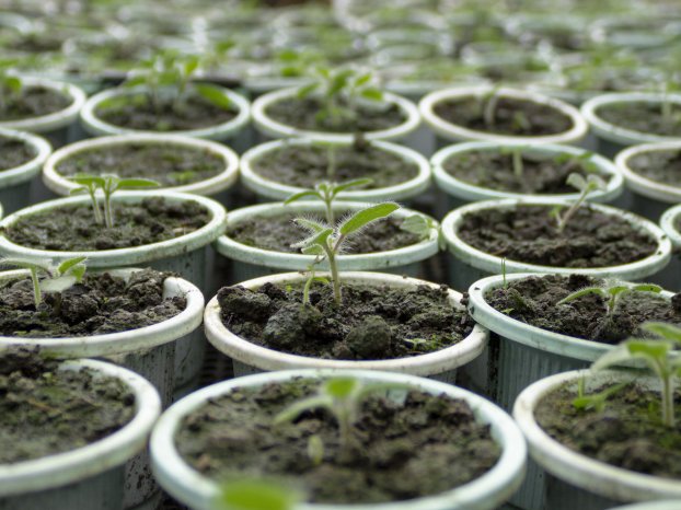 Kweekkasten en growtents in Maastricht: eigen oogst tussen Vrijthof en Sint-Pietersberg