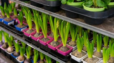 Kweekkasten en growtents in Roosendaal: verse oogst tussen spoor en wijkpark