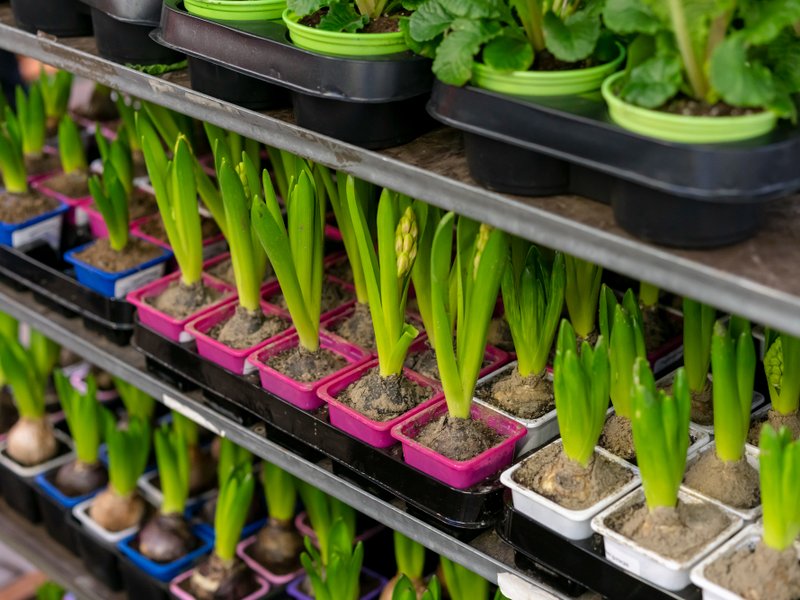 Kweekkasten en growtents in Roosendaal: verse oogst tussen spoor en wijkpark