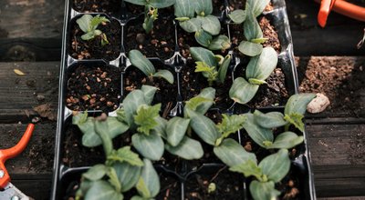 Kweekkasten en growtents in Sittard: eigen groente tussen Kollenberg en Markt