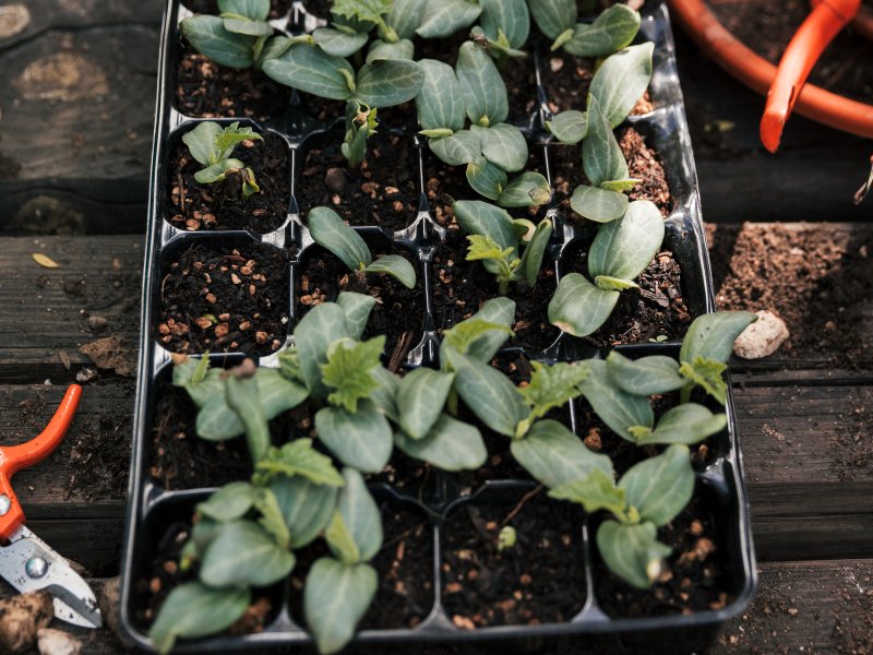 Kweekkasten en growtents in Sittard: eigen groente tussen Kollenberg en Markt