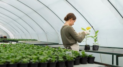 Kweekkasten en growtents in Zaanstad: eigen oogst tussen fabrieken en Zaanse huisjes