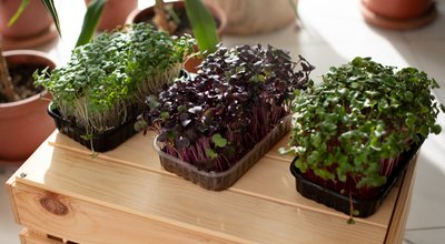 Kweekkasten en growtents in Zevenaar: groente telen tussen spoorlijn en Rijnstrangen