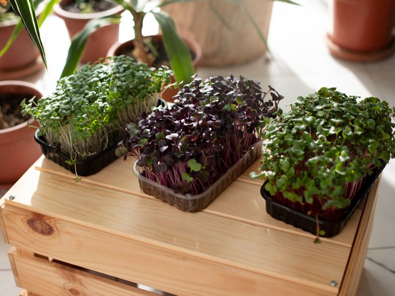 Kweekkasten en growtents in Zevenaar: groente telen tussen spoorlijn en Rijnstrangen