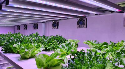 Kweeklampen in Zwijndrecht: zelf kweken met meer grip op licht en groei