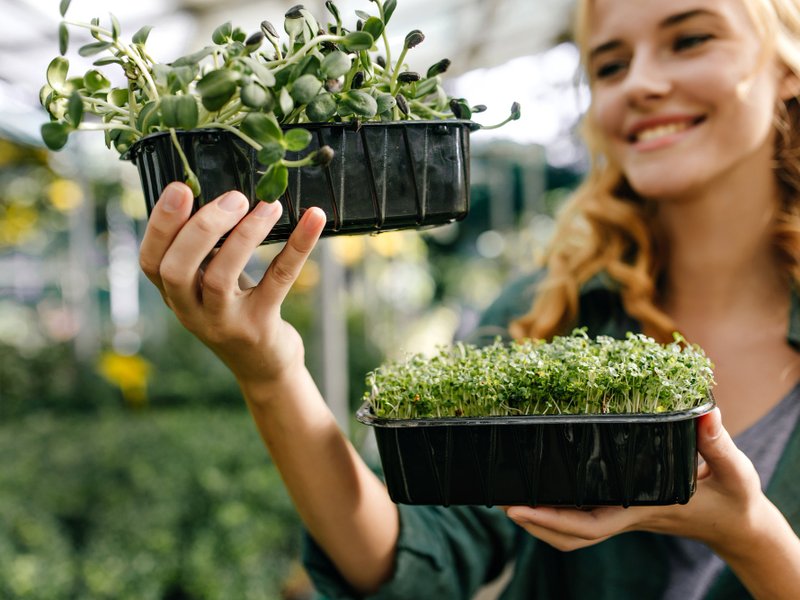 Kweektent en kweeklamp in Venlo: eigen oogst langs de Maas