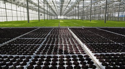 Kweektent in Zeist: zo kweek je het hele jaar door (ook als je weinig ruimte hebt)