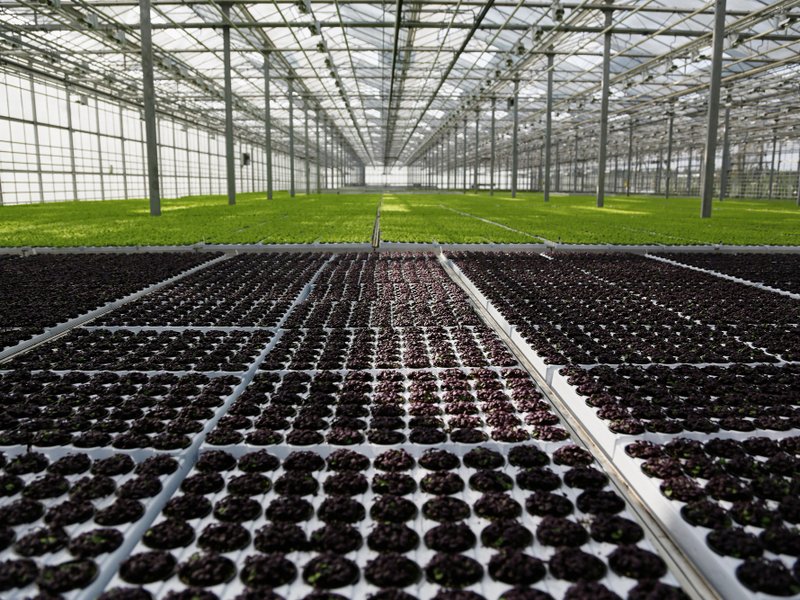 Kweektent in Zeist: zo kweek je het hele jaar door (ook als je weinig ruimte hebt)