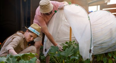 Kweektenten en G tools in Zutphen: stille groenterevolutie aan de IJssel