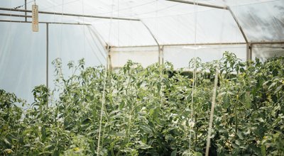 Kweektenten en growtents in Zoetermeer: zelf groente kweken tussen Stadshart en Oosterheem