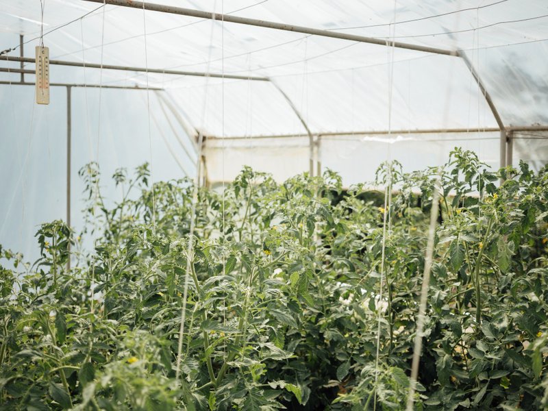 Kweektenten en growtents in Zoetermeer: zelf groente kweken tussen Stadshart en Oosterheem