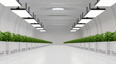 Kweektenten en kweeklampen in Almere: stille groenterevolutie achter glas en gordijnen