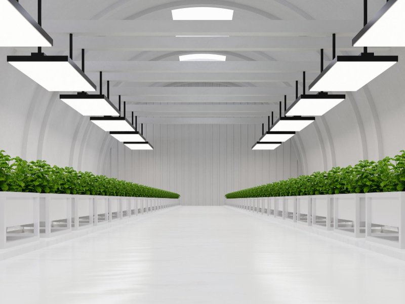 Kweektenten en kweeklampen in Almere: stille groenterevolutie achter glas en gordijnen