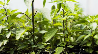 Kweektenten en kweeklampen in Barneveld: telen tussen boerenerf en nieuwbouwwijk