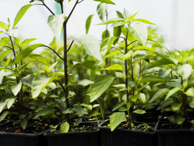 Kweektenten en kweeklampen in Barneveld: telen tussen boerenerf en nieuwbouwwijk