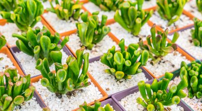 Kweektenten en kweeklampen in Heerenveen: groente telen tussen spoor, stadion en veenweides