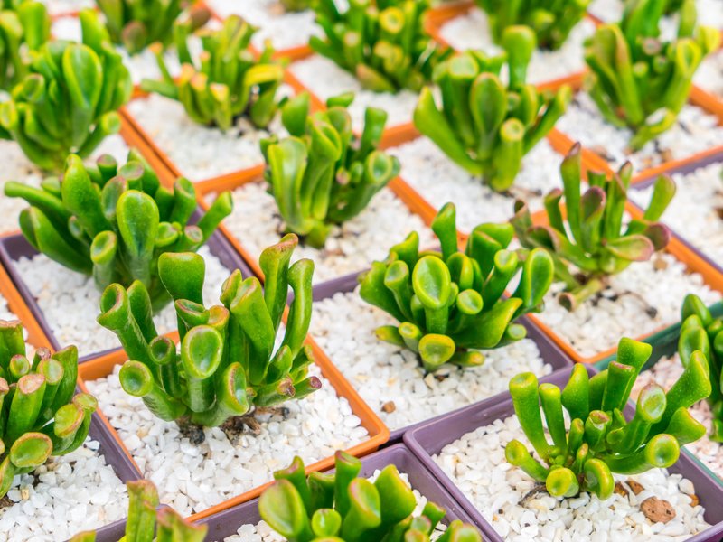 Kweektenten en kweeklampen in Heerenveen: groente telen tussen spoor, stadion en veenweides