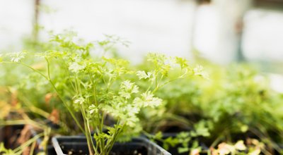 Kweektenten en kweeklampen in Leeuwarden: groente telen in een winderige Hanzestad