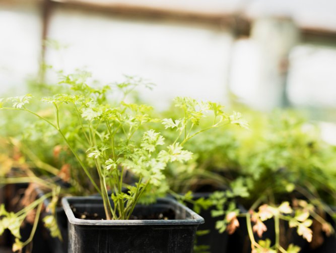 Kweektenten en kweeklampen in Leeuwarden: groente telen in een winderige Hanzestad