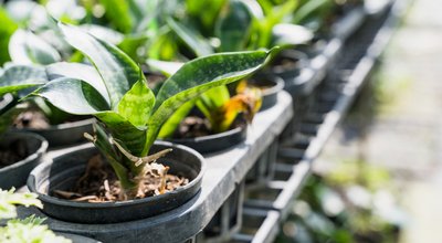 Kweektenten en kweeklampen in Lelystad: stille groente-oogst in de polderstad