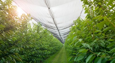 Kweektenten en kweeklampen in Purmerend: stadsgroente tussen Weidevenne en de binnenstad