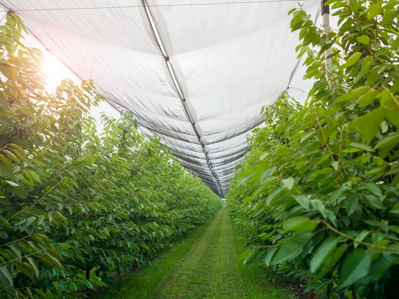 Kweektenten en kweeklampen in Purmerend: stadsgroente tussen Weidevenne en de binnenstad