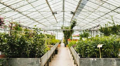 Kweektenten en kweeklampen in Roermond: eigen oogst tussen Maasplassen en outlet