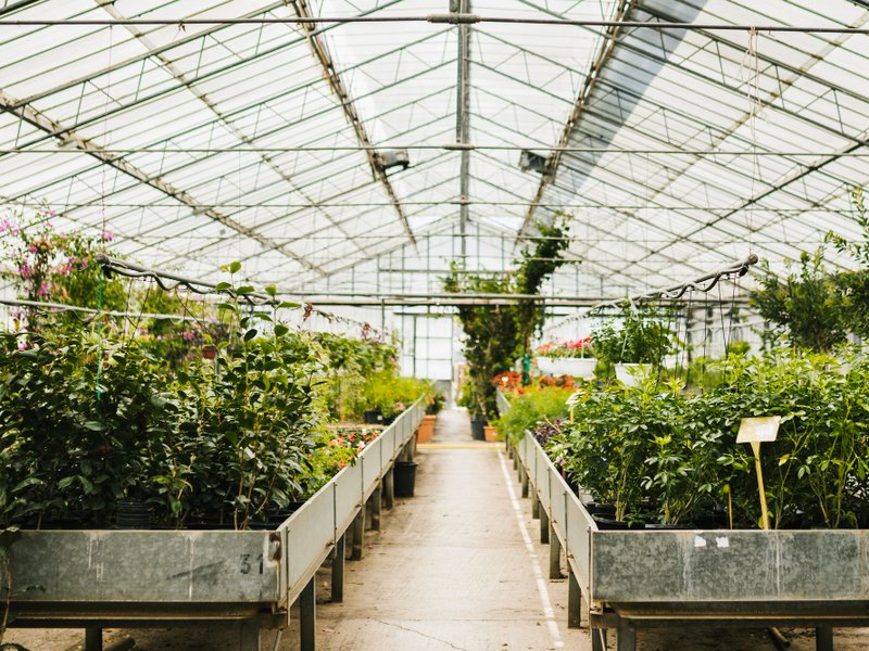 Kweektenten en kweeklampen in Roermond: eigen oogst tussen Maasplassen en outlet