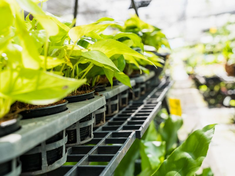 Kweektenten en kweeklampen in Soest: eigen groente tussen duinen en dorpsrand