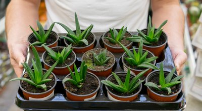 Kweektenten en kweeklampen in Wageningen van campuskassen naar woonkamer-moestuin