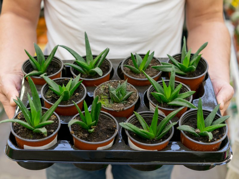 Kweektenten en kweeklampen in Wageningen van campuskassen naar woonkamer-moestuin
