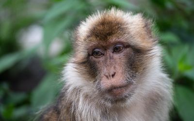 Apeldoorn — Macaca sylvanus Apenheul 2023.jpg