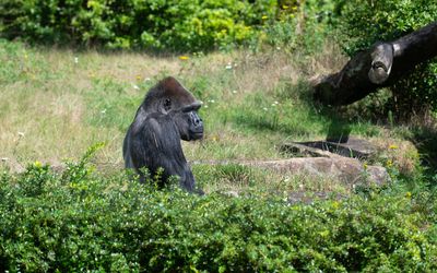 Apeldoorn — Male Gorilla gorilla gorilla Apenheul 2023.jpg