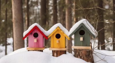 Vogels spotten vanuit je luie stoel: het vogelvoederhuisje met camera