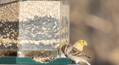 Waarom strooi je voer voor vogels in de winter?