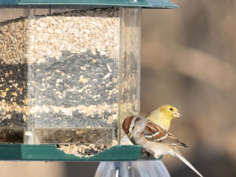 Waarom strooi je voer voor vogels in de winter?