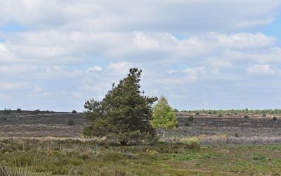 Rijssen-Holten — Sallandse Heuvelrug pine trees 1.jpg