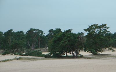 Soest — SoesterDuinen 2011 2.JPG