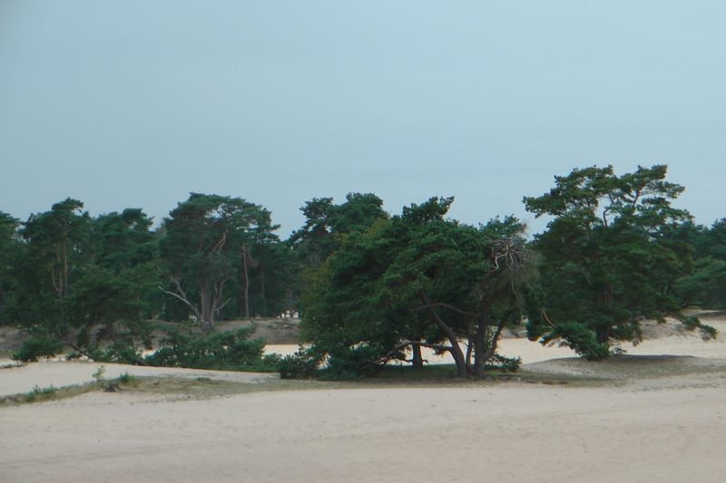 Soest — SoesterDuinen 2011 2.JPG